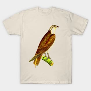 hawk,bald eagle,falcon,golden eagle,birdie,bird T-Shirt